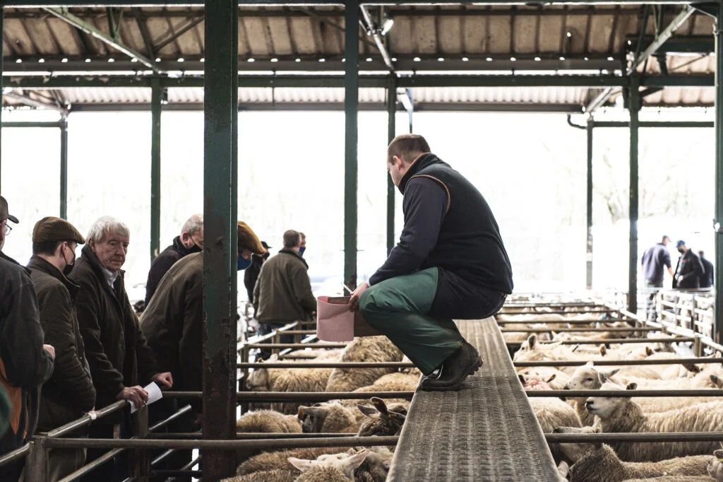 Sheep Auction