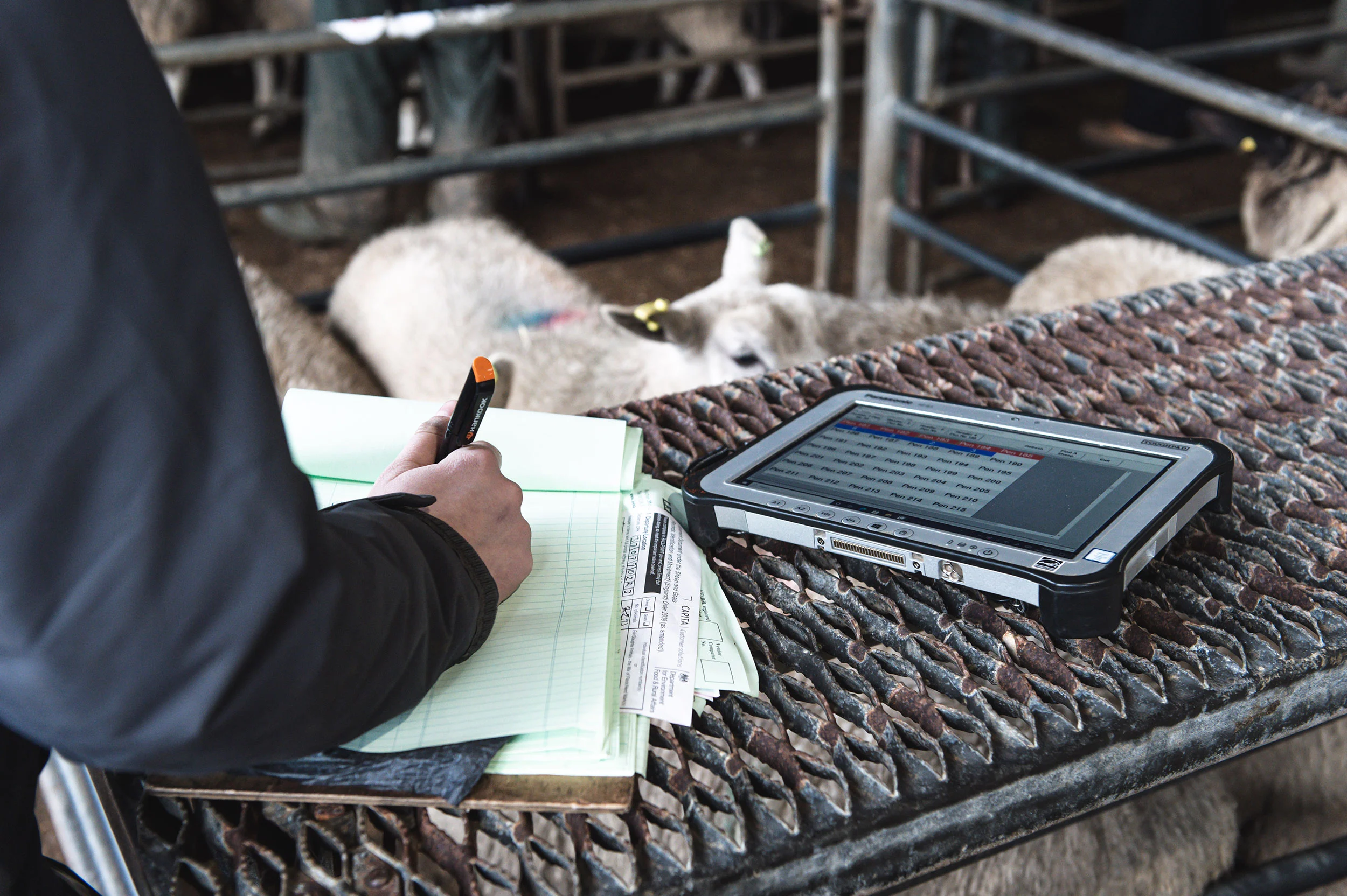 Sheep Auction