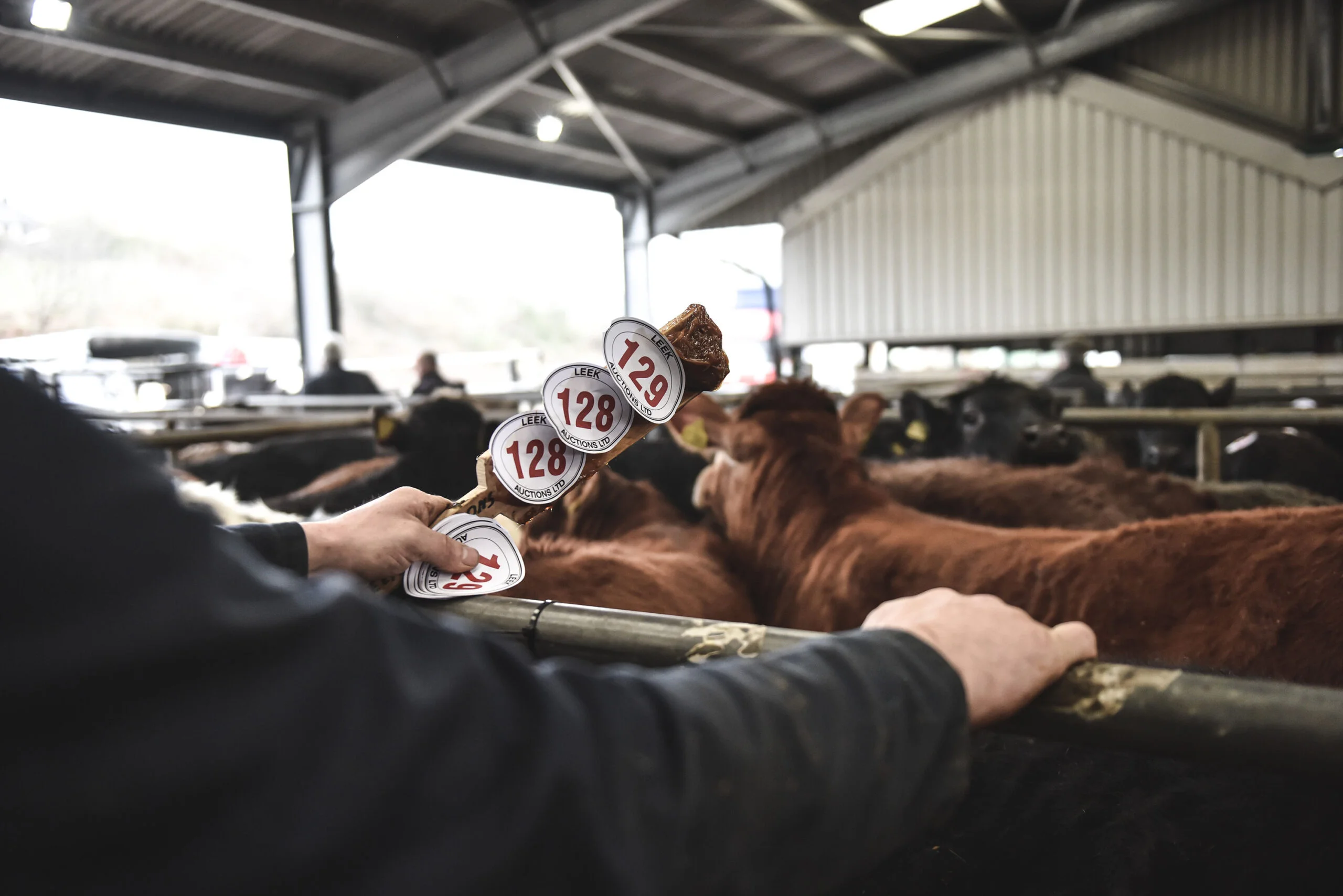 Livestock Auction
