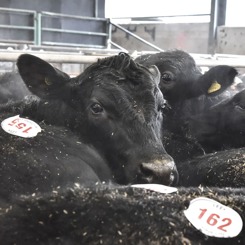 Store Cattle Sales