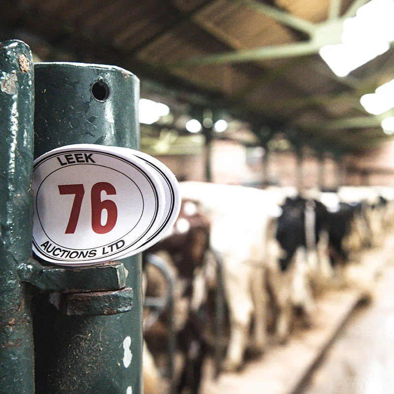 Store Cattle Sale