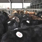 Store Cattle
