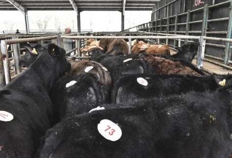 Store Cattle