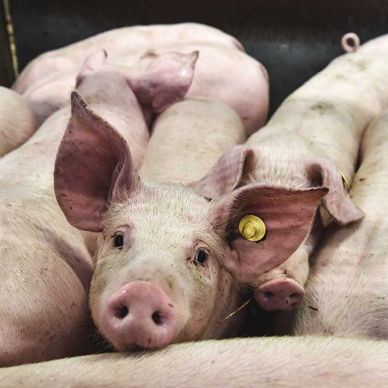 Store and Breeding Pigs Sale Report 8th October Leek Auctions